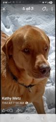 Lost Male Dog last seen Greenlawn Dr, Mobile, AL 36605