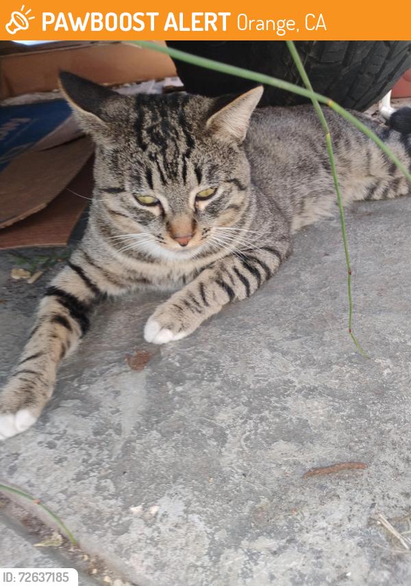 Found/Stray Male Cat last seen Lincoln & Glassel, Orange, CA 92865