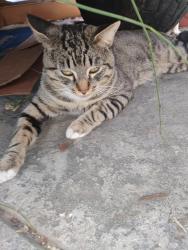 Found/Stray Male Cat last seen Lincoln & Glassel, Orange, CA 92865