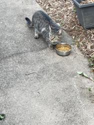 Found/Stray Unknown Cat last seen Near the Publix on Abernathy , Atlanta, GA 30328