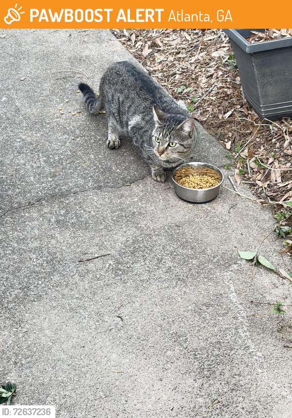 Found/Stray Unknown Cat last seen Near the Publix on Abernathy , Atlanta, GA 30328
