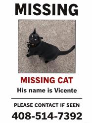 Lost Male Cat last seen Eldridge and Elgin , San Diego, CA 92120