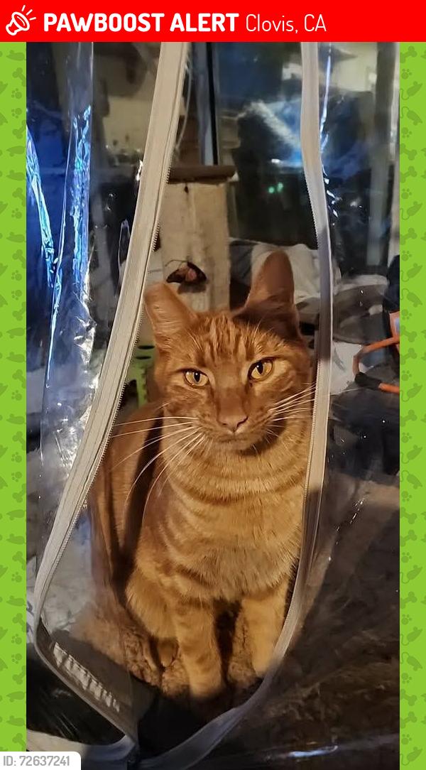 Lost Male Cat last seen Ashcroft and Helm, Clovis, CA 93727