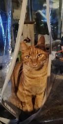 Lost Male Cat last seen Ashcroft and Helm, Clovis, CA 93727