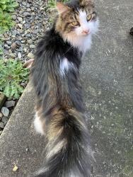 Found/Stray Female Cat last seen 6th and South Washington Street behind the pet food bank, Tacoma, WA 98406