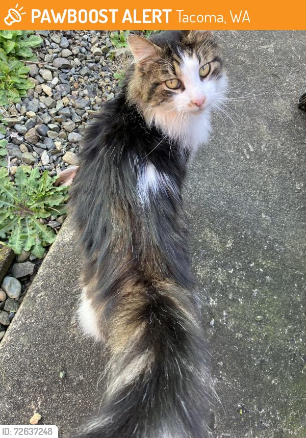 Found/Stray Female Cat last seen 6th and South Washington Street behind the pet food bank, Tacoma, WA 98406