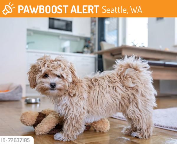 Found/Stray Unknown Dog last seen 17th Avenue South , Seattle, WA 98108