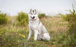 Lost Female Dog last seen Near Phoniex, Fort Smith, AR 72903