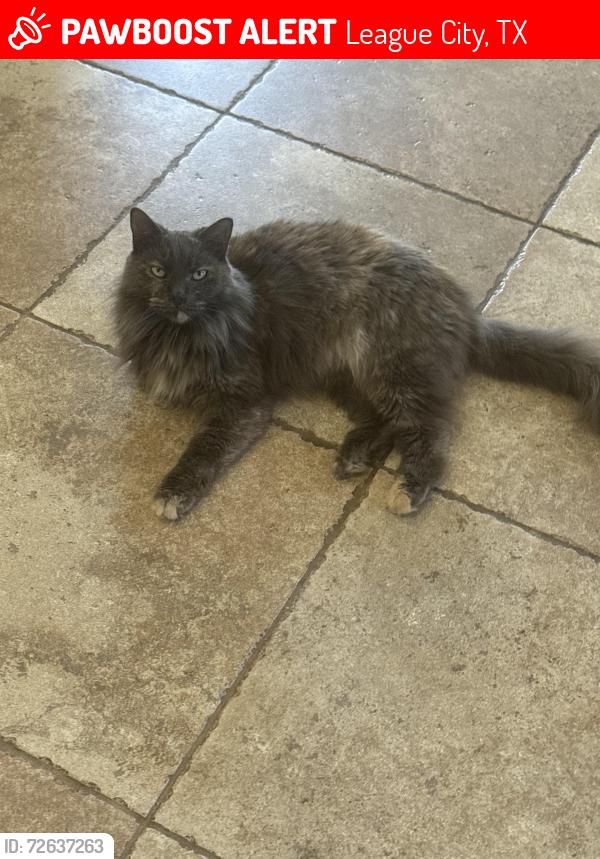 Lost Female Cat last seen Dover ln, League City, TX 77573