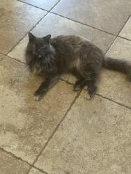Lost Female Cat last seen Dover ln, League City, TX 77573