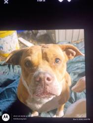 Lost Female Dog last seen Davis station cross roads, Summerton, SC 29148