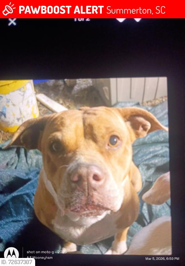 Lost Female Dog last seen Davis station cross roads, Summerton, SC 29148