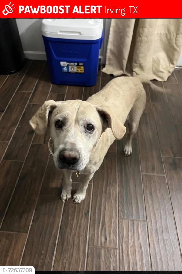 Lost Female Dog last seen Belmead Ln, Irving, TX 75061