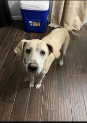 Lost Female Dog last seen Belmead Ln, Irving, TX 75061