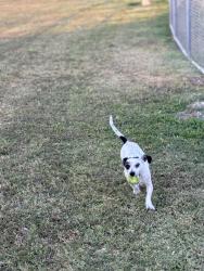 Lost Male Dog last seen Yuma, Goodyear, AZ 85395