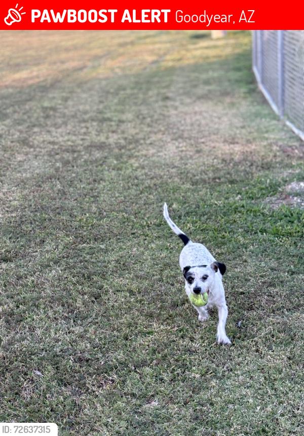Lost Male Dog last seen Yuma, Goodyear, AZ 85395