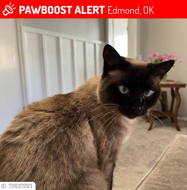 Lost Female Cat last seen Summer Way Ln and Tracy’s Terrace, Edmond, OK 73013
