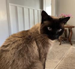 Lost Female Cat last seen Summer Way Ln and Tracy’s Terrace, Edmond, OK 73013