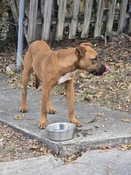 Found/Stray Male Dog last seen Wood Climb, San Antonio, TX 78233
