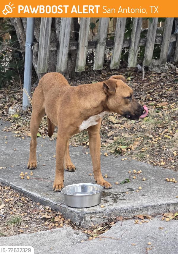 Found/Stray Male Dog last seen Wood Climb, San Antonio, TX 78233