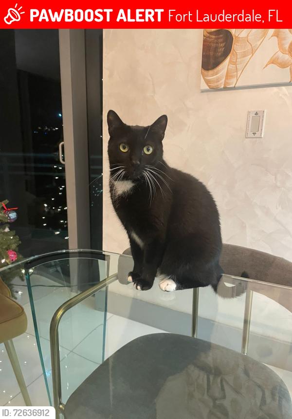 Lost Female Cat last seen Gulfstream Ln & Riverland rd, Lauderdale Isles, Fort Lauderdale, FL 33312
