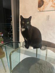 Lost Female Cat last seen Gulfstream Ln & Riverland rd, Lauderdale Isles, Fort Lauderdale, FL 33312
