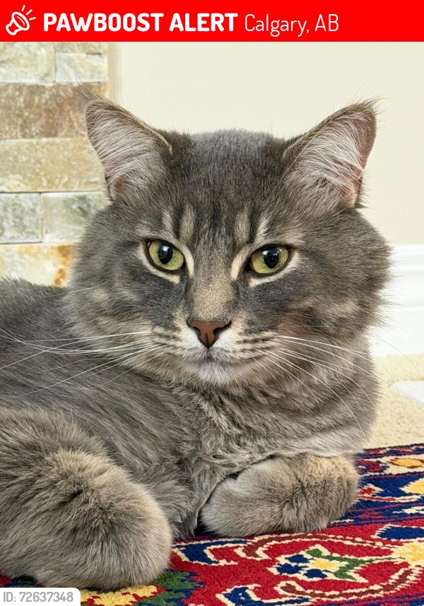 Lost Male Cat last seen Panorama, Calgary, AB 
