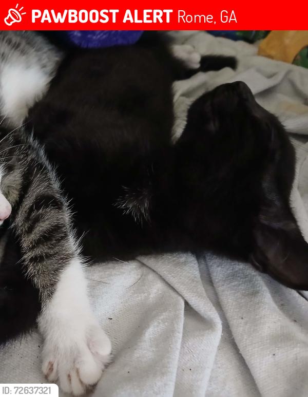 Lost Female Cat last seen South broad mini mart, Rome, GA 30161