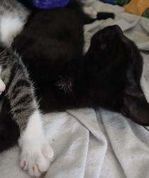 Lost Female Cat last seen South broad mini mart, Rome, GA 30161