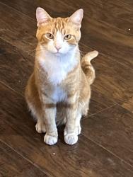 Lost Male Cat last seen 17th Ave and Tierra Buena Lane, Phoenix, AZ 85053