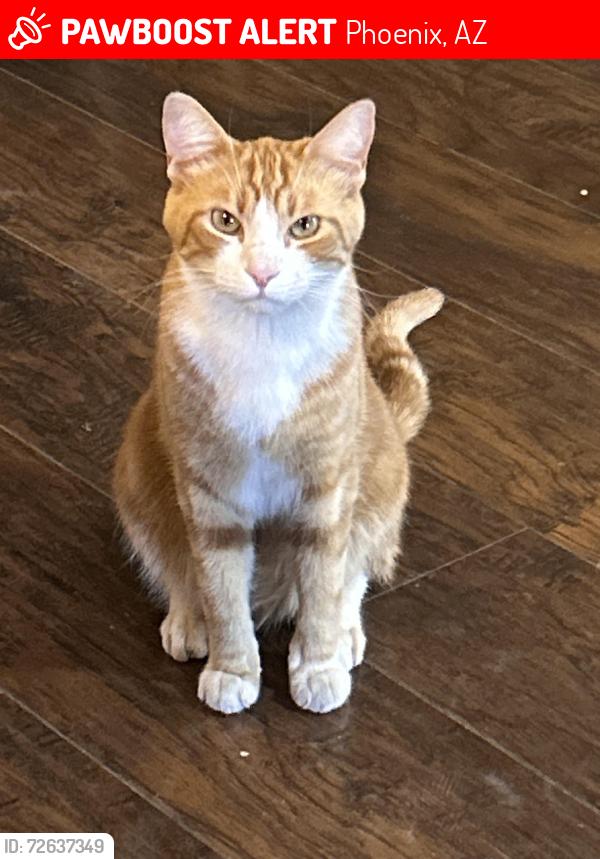 Lost Male Cat last seen 17th Ave and Tierra Buena Lane, Phoenix, AZ 85053