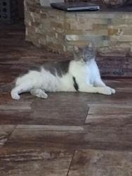 Lost Female Cat last seen 26th Dr & Hearn Road, Phoenix, AZ 85023