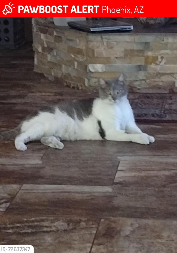 Lost Female Cat last seen 26th Dr & Hearn Road, Phoenix, AZ 85023