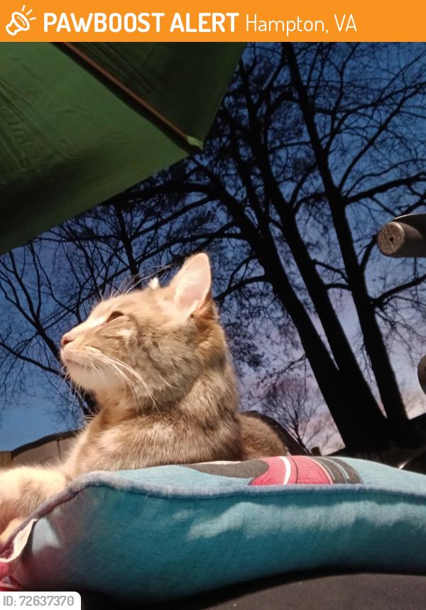 Found/Stray Unknown Cat last seen Saunders , Hampton, VA 23666