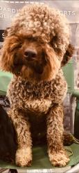 Lost Male Dog last seen E Saint Catherine St near Dizzy Wizz, Louisville, KY 40217
