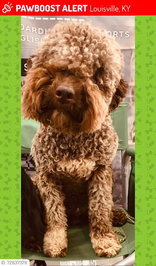 Lost Male Dog last seen E Saint Catherine St near Dizzy Wizz, Louisville, KY 40217
