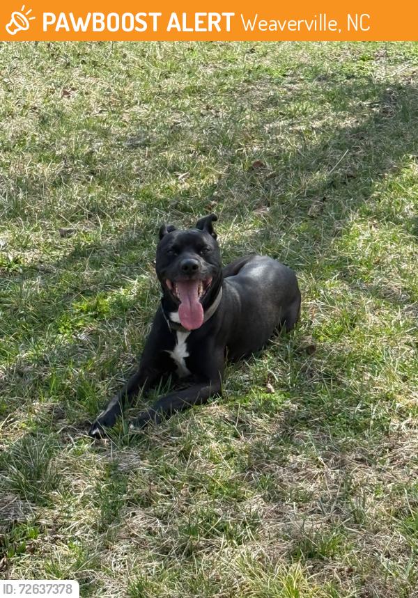 Found/Stray Male Dog last seen Pleasant Grove Rd, Weaverville, NC 28787