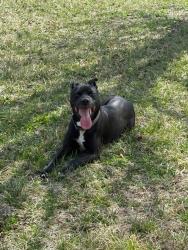 Found/Stray Male Dog last seen Pleasant Grove Rd, Weaverville, NC 28787