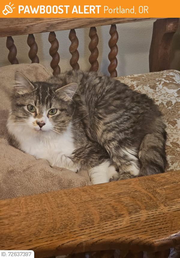 Found/Stray Female Cat last seen Ne 175th ave and Pacific, Portland, OR 97230