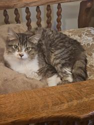 Found/Stray Female Cat last seen Ne 175th ave and Pacific, Portland, OR 97230