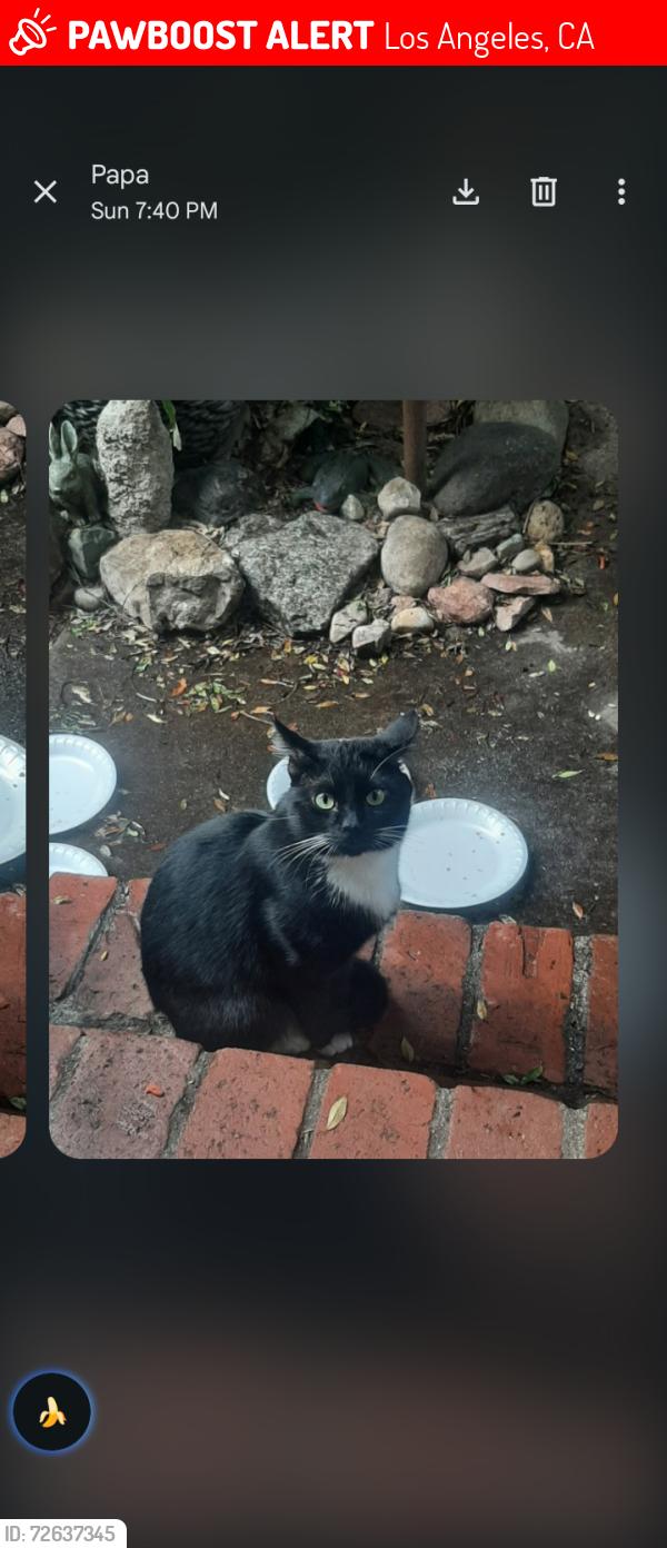 Lost Male Cat last seen Stoner Ave. and Westminster , Los Angeles, CA 90066
