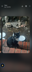Lost Male Cat last seen Stoner Ave. and Westminster , Los Angeles, CA 90066