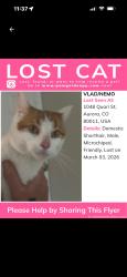Lost Male Cat last seen Near and peoria, Aurora, CO 80011
