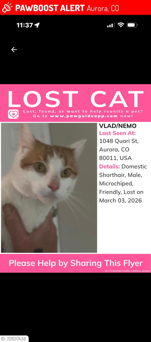 Lost Male Cat last seen Near and peoria, Aurora, CO 80011