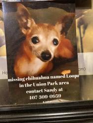 Lost Female Dog last seen Jay Blanchard park been looking for here for 4 years I’m so broken without her I’ll give a reward please help return my baby she had cancer an she had surgery I removed it please help me get her back it was on her breast, Orlando, FL 32817