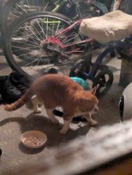 Found/Stray Unknown Cat last seen Longfellow Dr , Woodbridge Township, NJ 07067