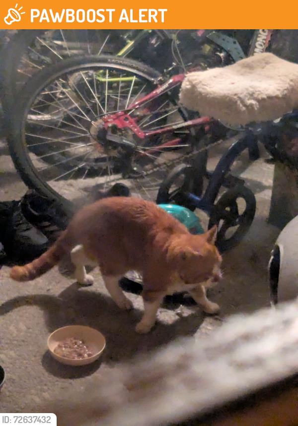 Found/Stray Unknown Cat last seen Longfellow Dr , Woodbridge Township, NJ 07067
