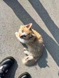 Lost Male Cat last seen Wishon/Hedges in Tower District , Fresno, CA 93728