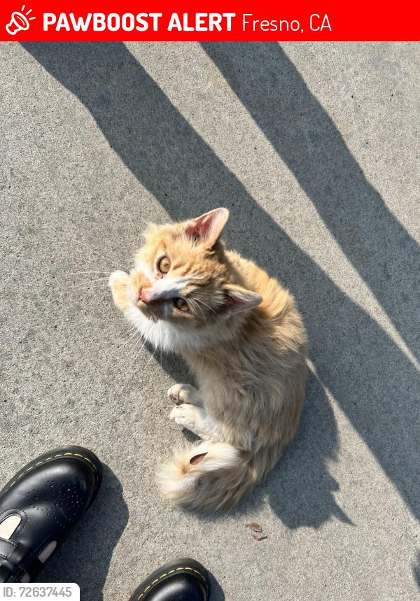 Lost Male Cat last seen Wishon/Hedges in Tower District , Fresno, CA 93728