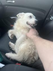 Found/Stray Male Dog last seen Castone Corporation , Opelika, AL 36804